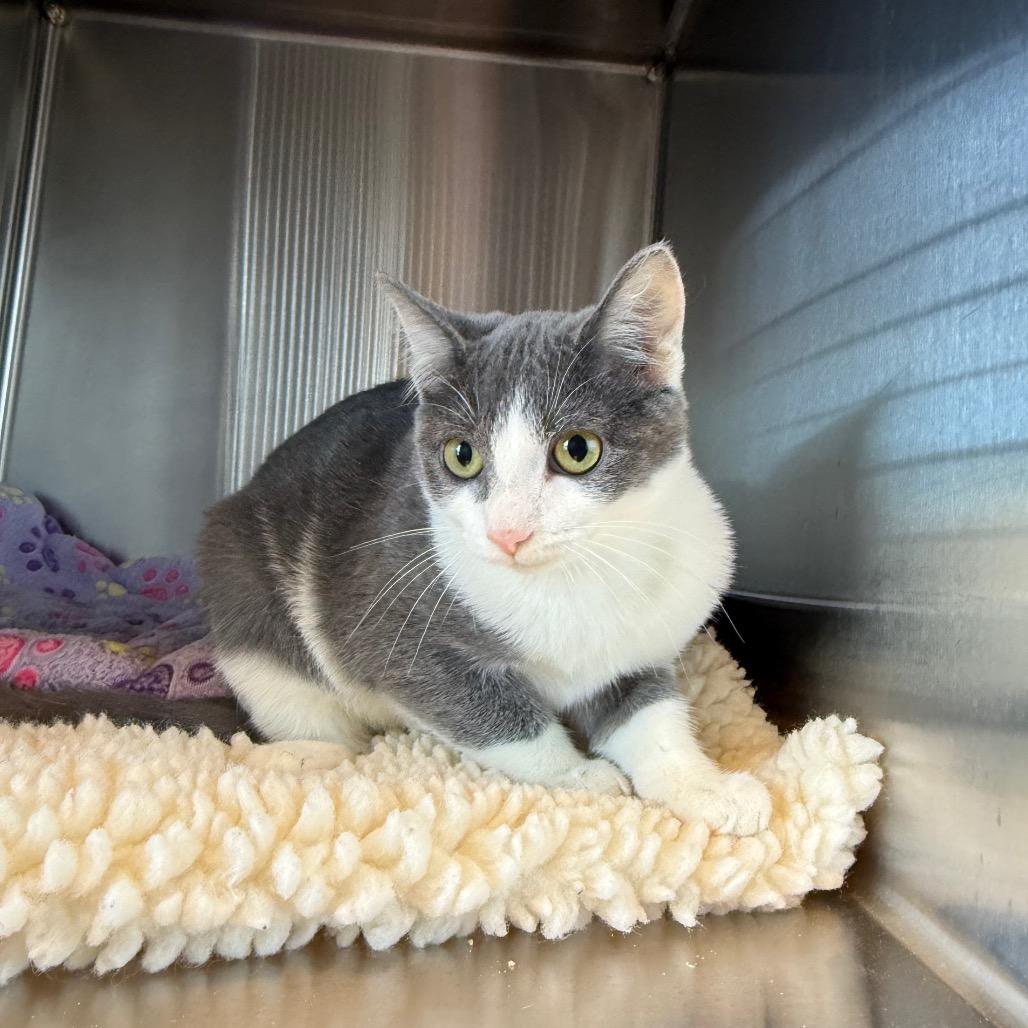 Aquarius, Adoptable, Kitten Female Domestic Short Hair.