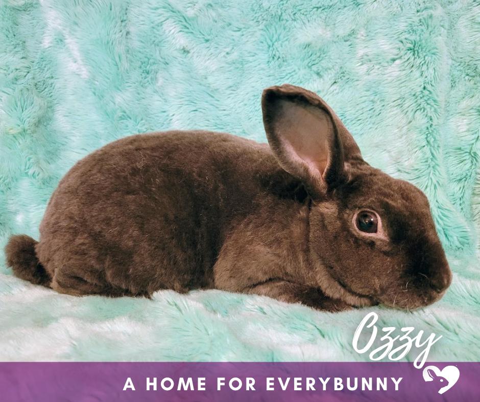 Ozzy, ADOPTABLE, Senior Male Rex.