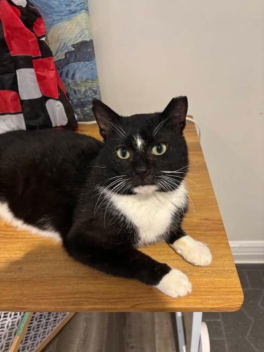 Paolo, Adoptable, Adult Male American Shorthair.