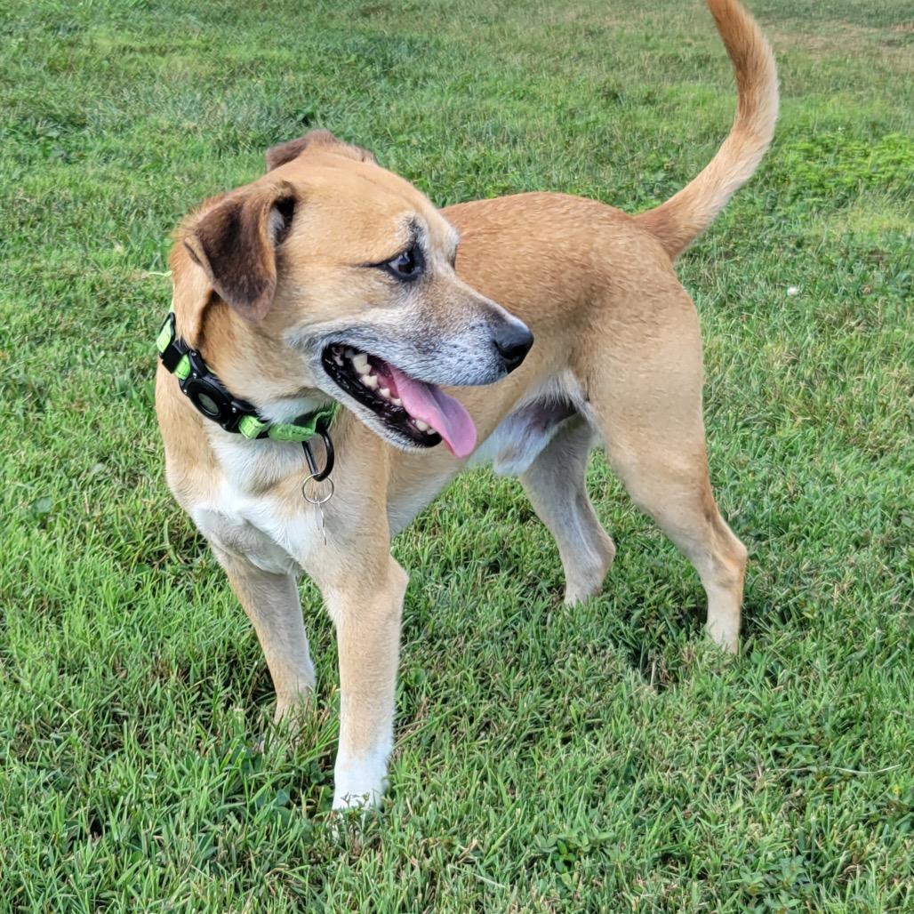 Enlarge Milano, a Adoptable mixed breed in La Grange, KY image 2/6