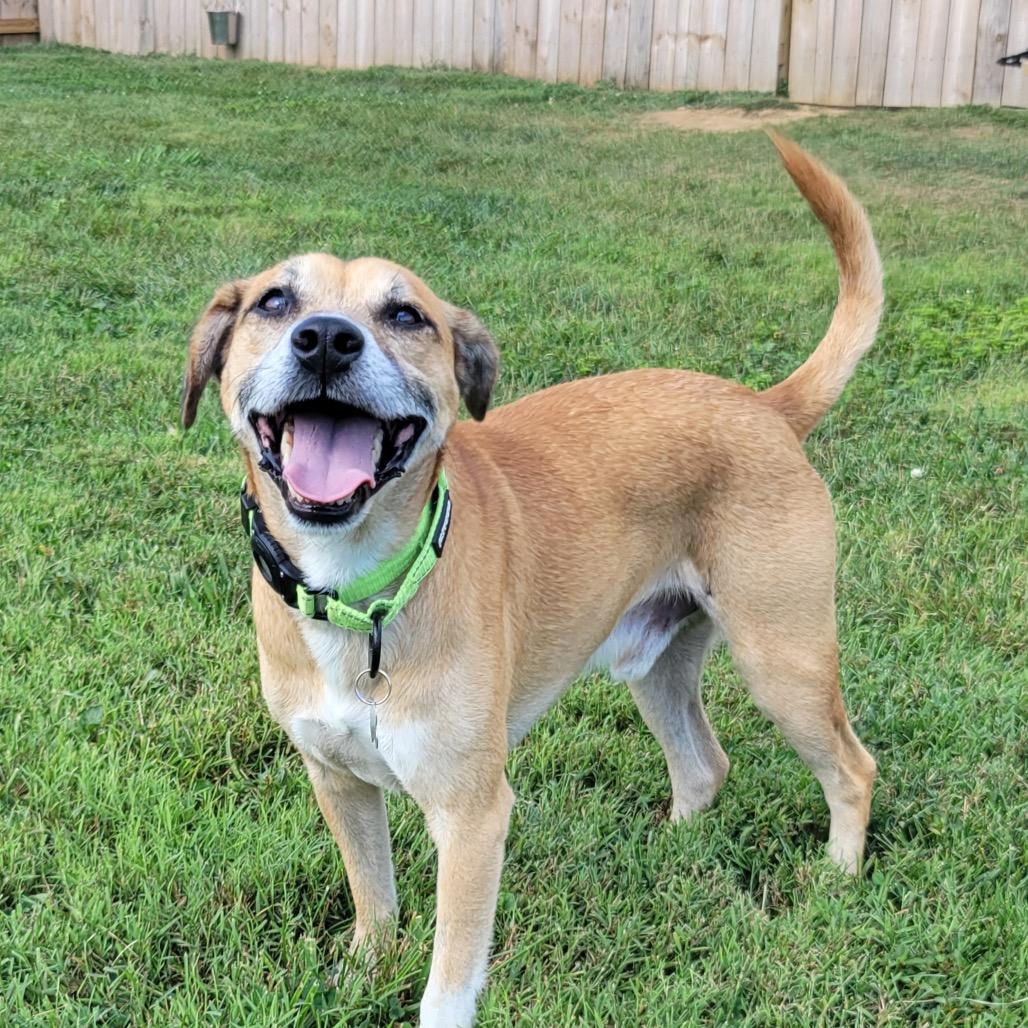 Enlarge Milano, a Adoptable mixed breed in La Grange, KY image 3/6