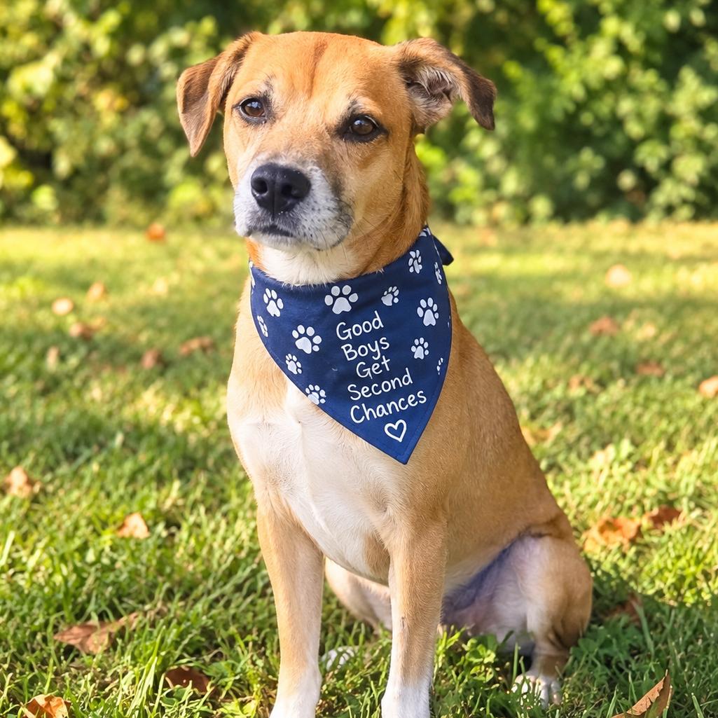 Enlarge Milano, a Adoptable mixed breed in La Grange, KY image 1/6