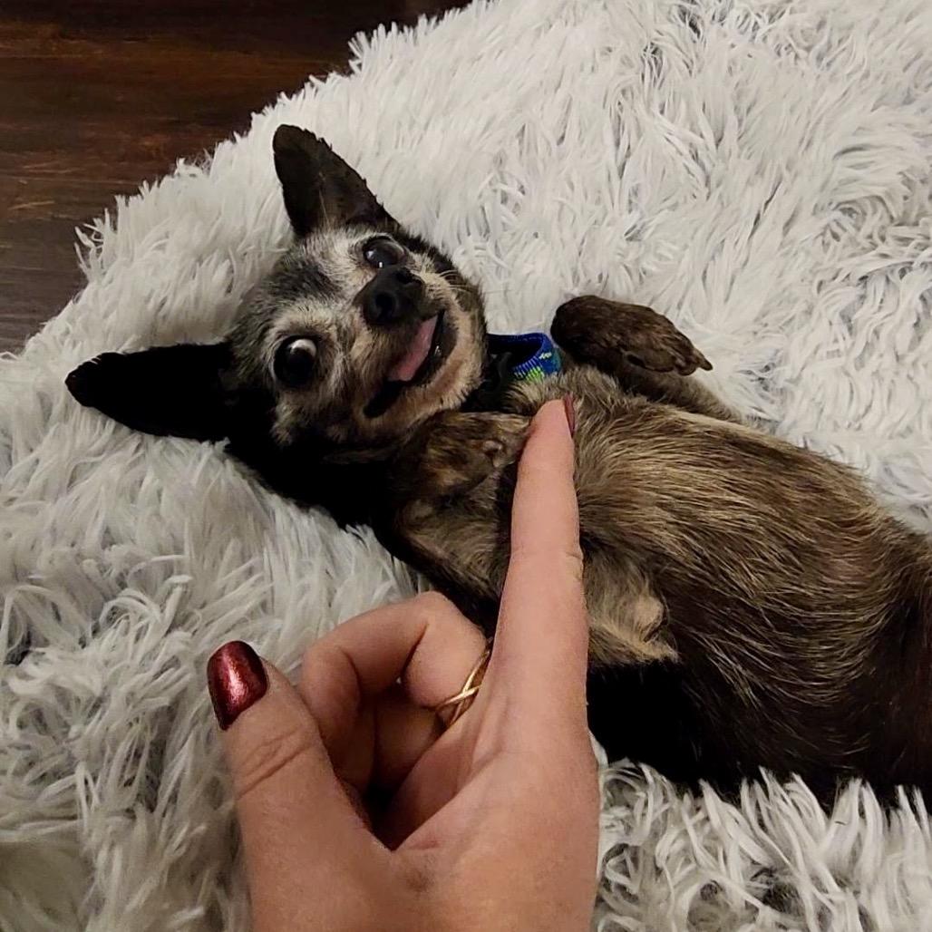 Gummy, Adoptable, Senior Male Chihuahua & Mixed Breed.