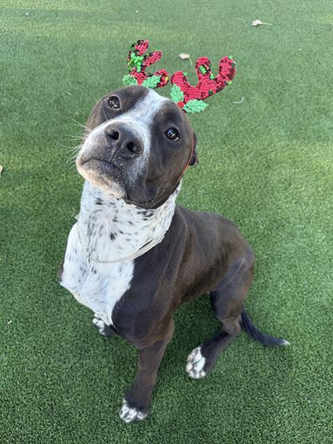 ANGUS, Adoptable, Adult Male Pit Bull Terrier.