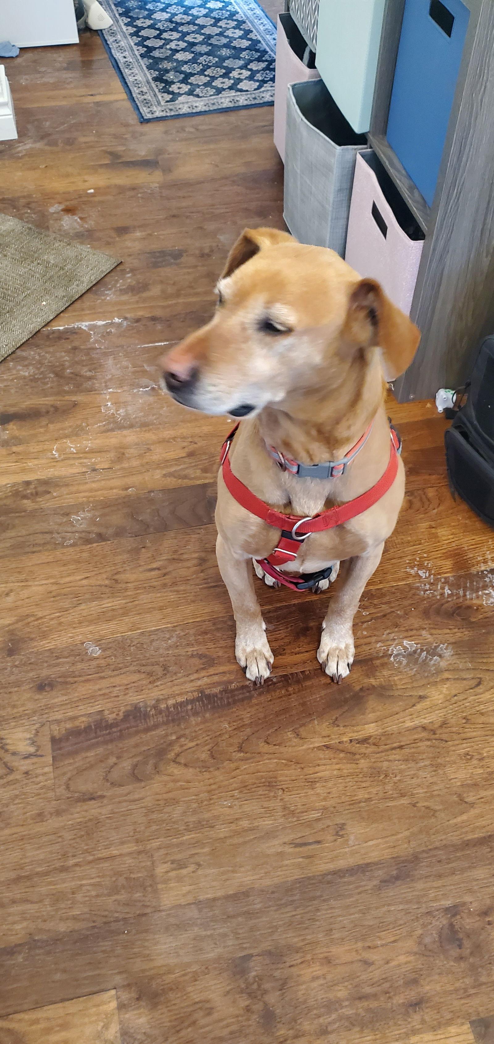 Toby, Adoptable, Adult Male Labrador Retriever.