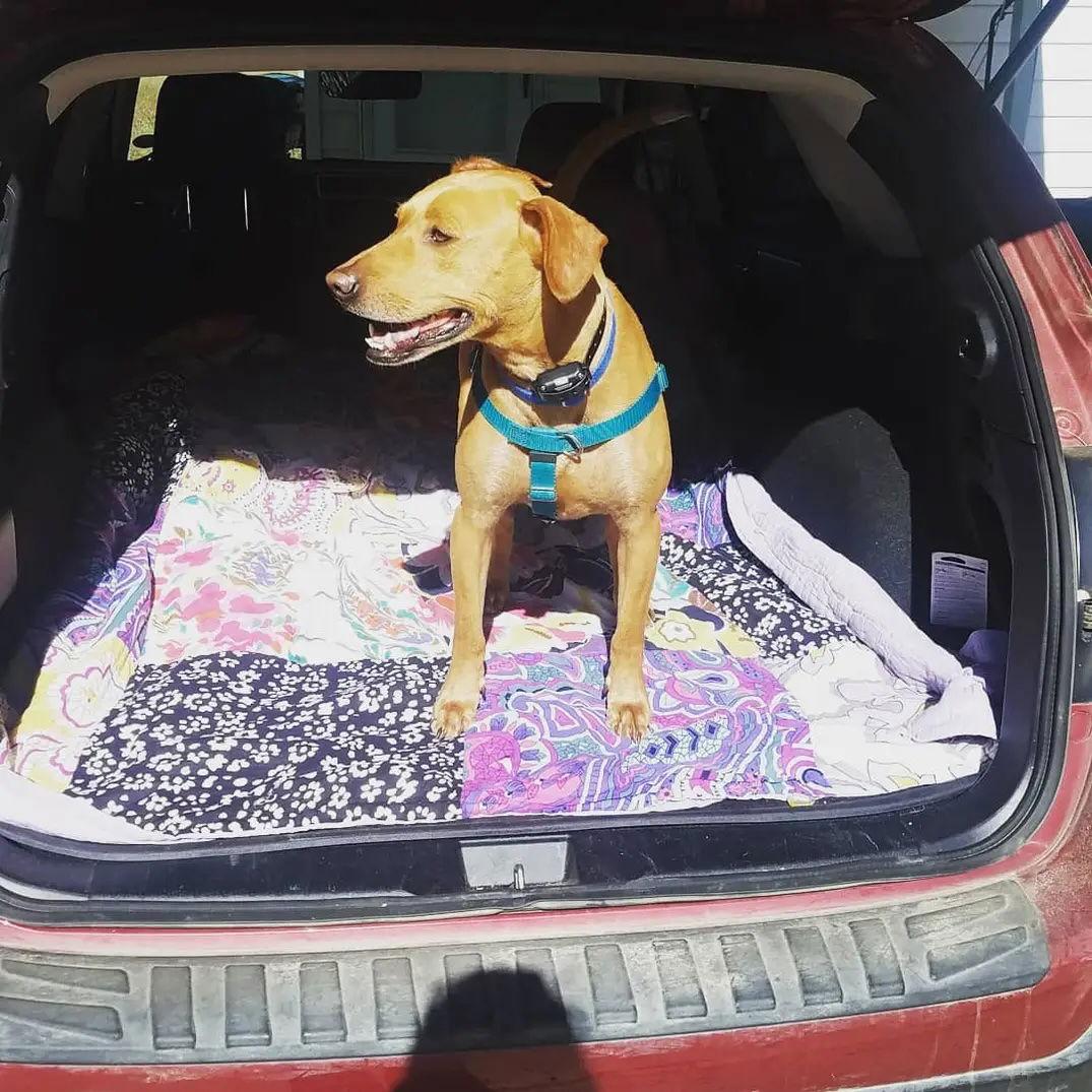 Toby, a Adoptable Labrador Retriever in Fort Collins, CO image 2/2