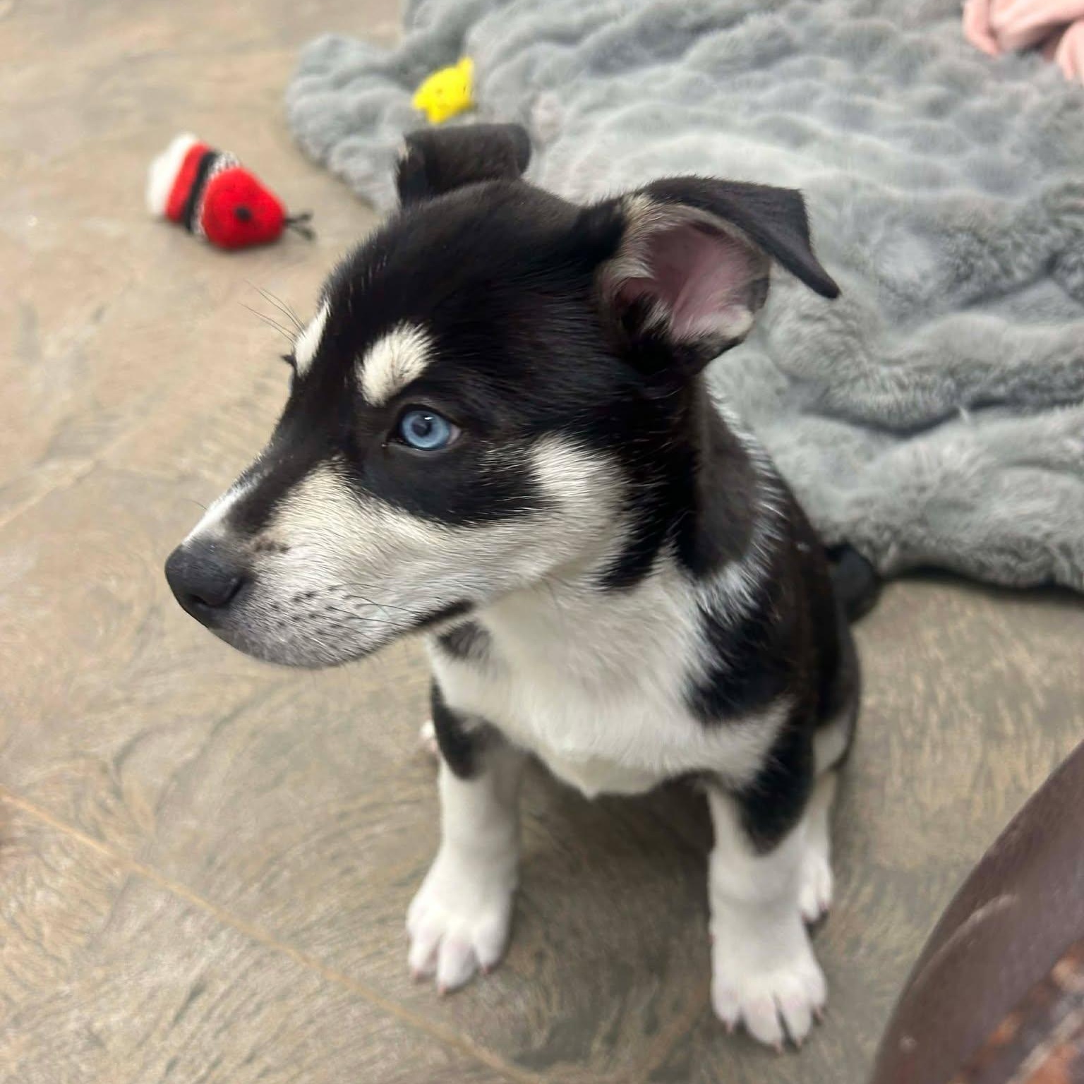 Enlarge Velma, a ADOPTABLE mixed breed in Roosevelt, UT image 2/2