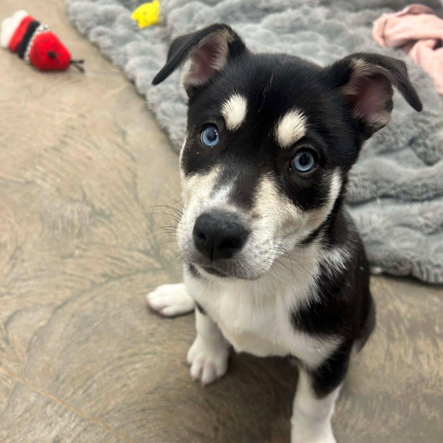 Velma, ADOPTABLE, Young Female Husky & German Shepherd Dog.