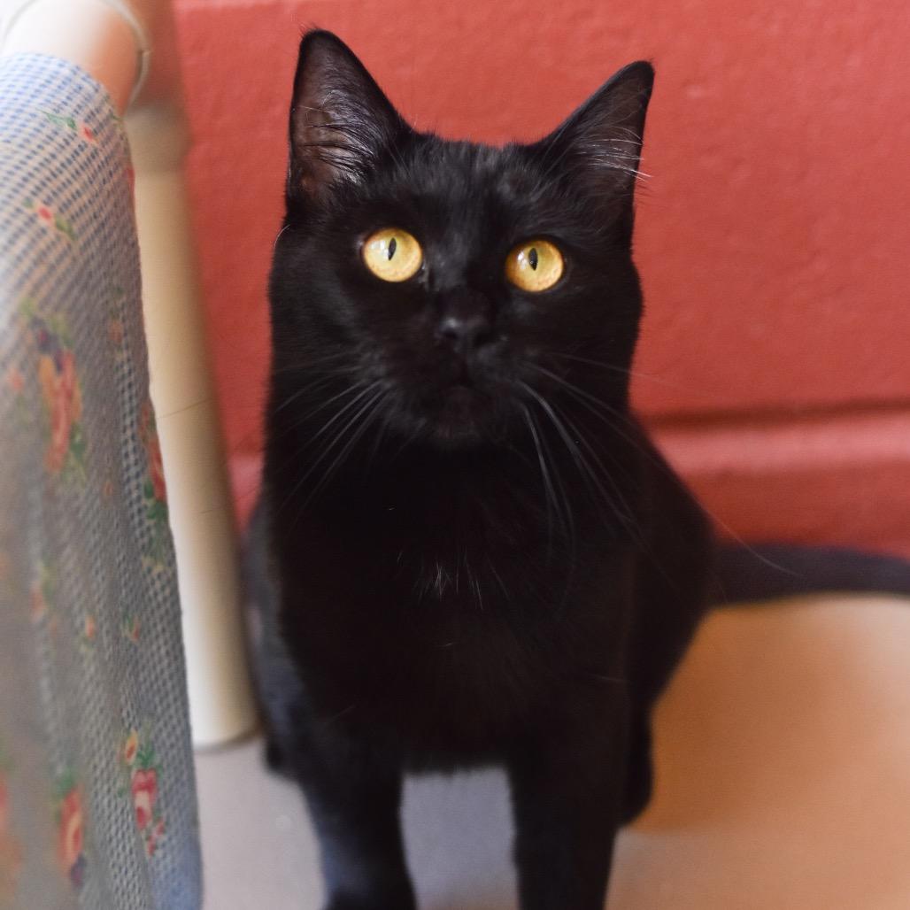 Bellatrix, Adoptable, Adult Female Domestic Short Hair.