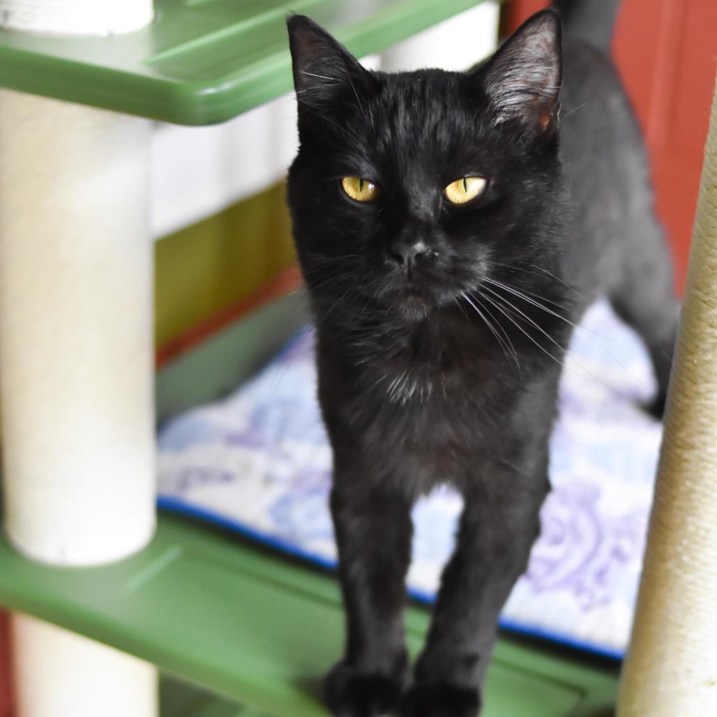 Enlarge Bellatrix, a Adoptable Domestic Short Hair in Kailua Kona, HI image 4/4
