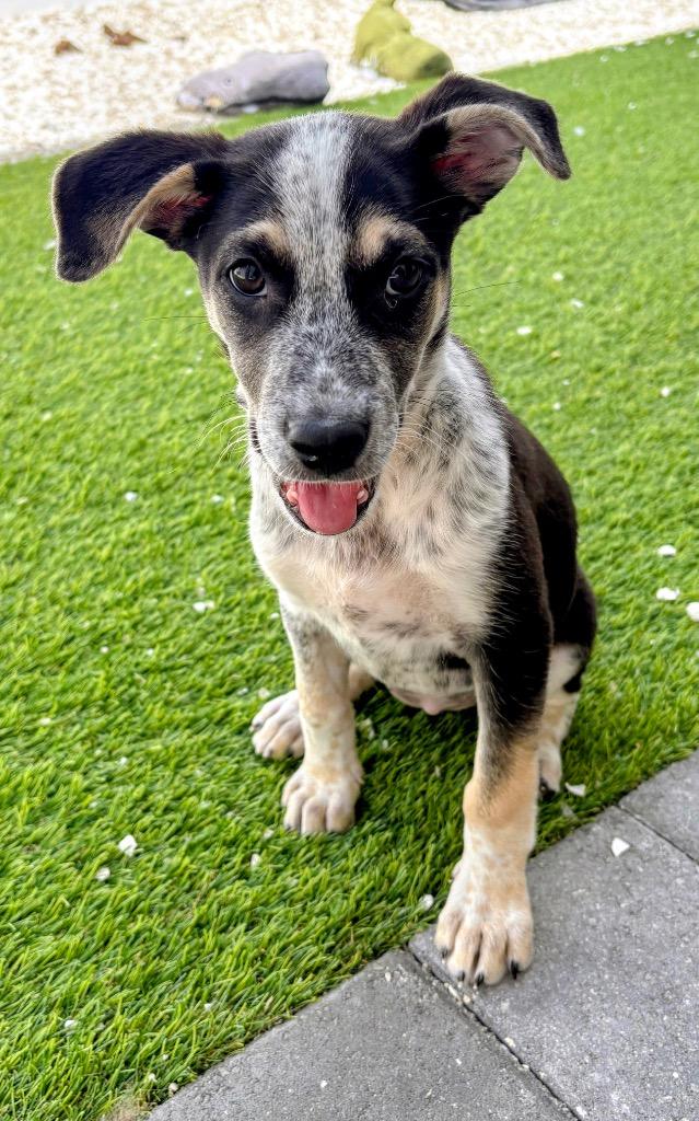Enlarge Shelby, a Adopted mixed breed in Fort Myers, FL image 2/4
