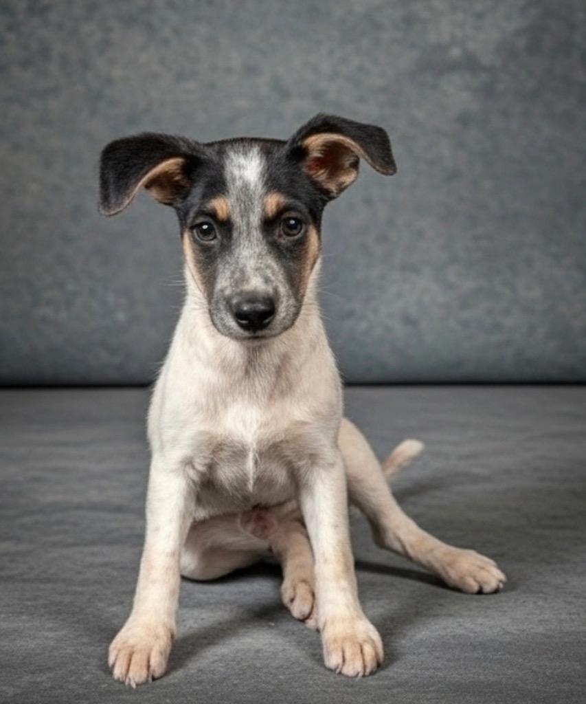 Enlarge Shelby, a Adopted mixed breed in Fort Myers, FL image 3/4