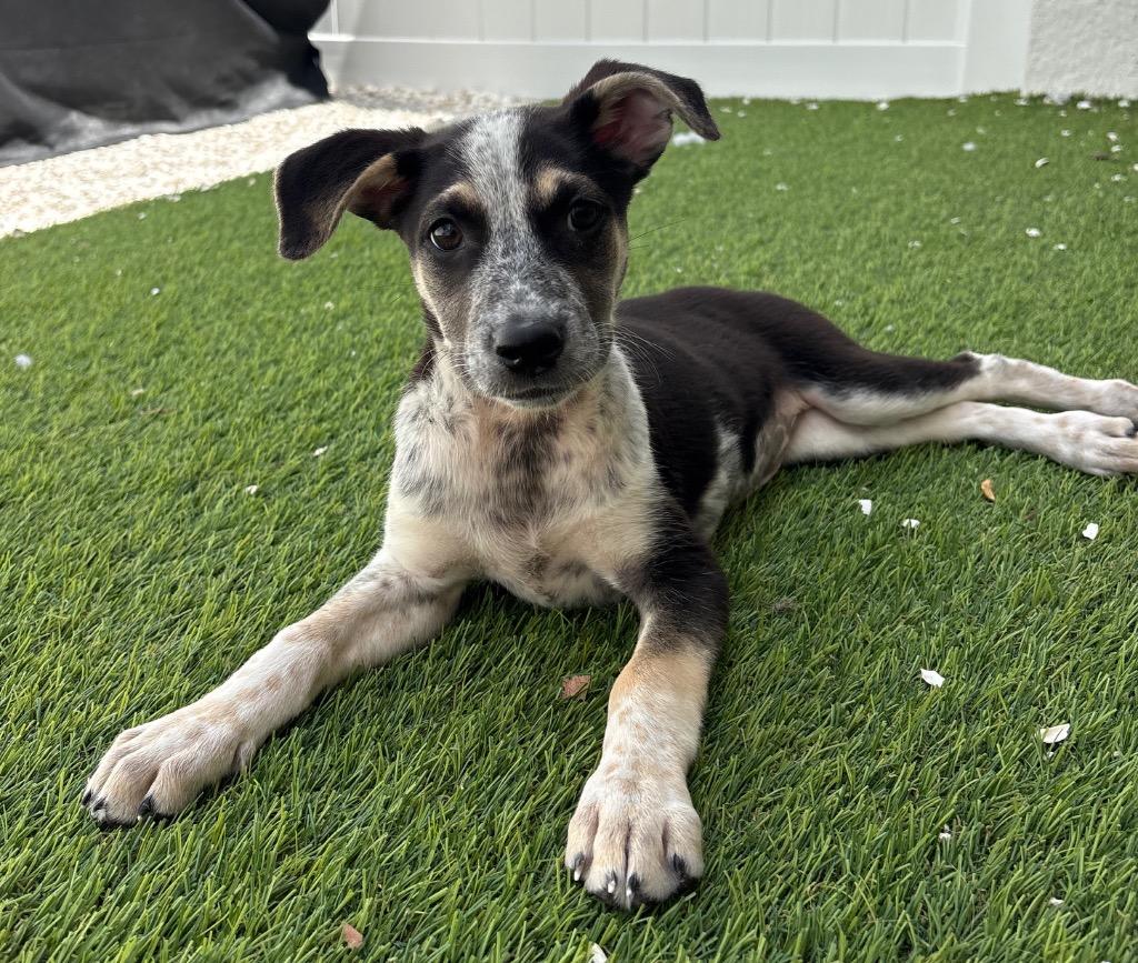 Enlarge Shelby, a Adopted mixed breed in Fort Myers, FL image 4/4