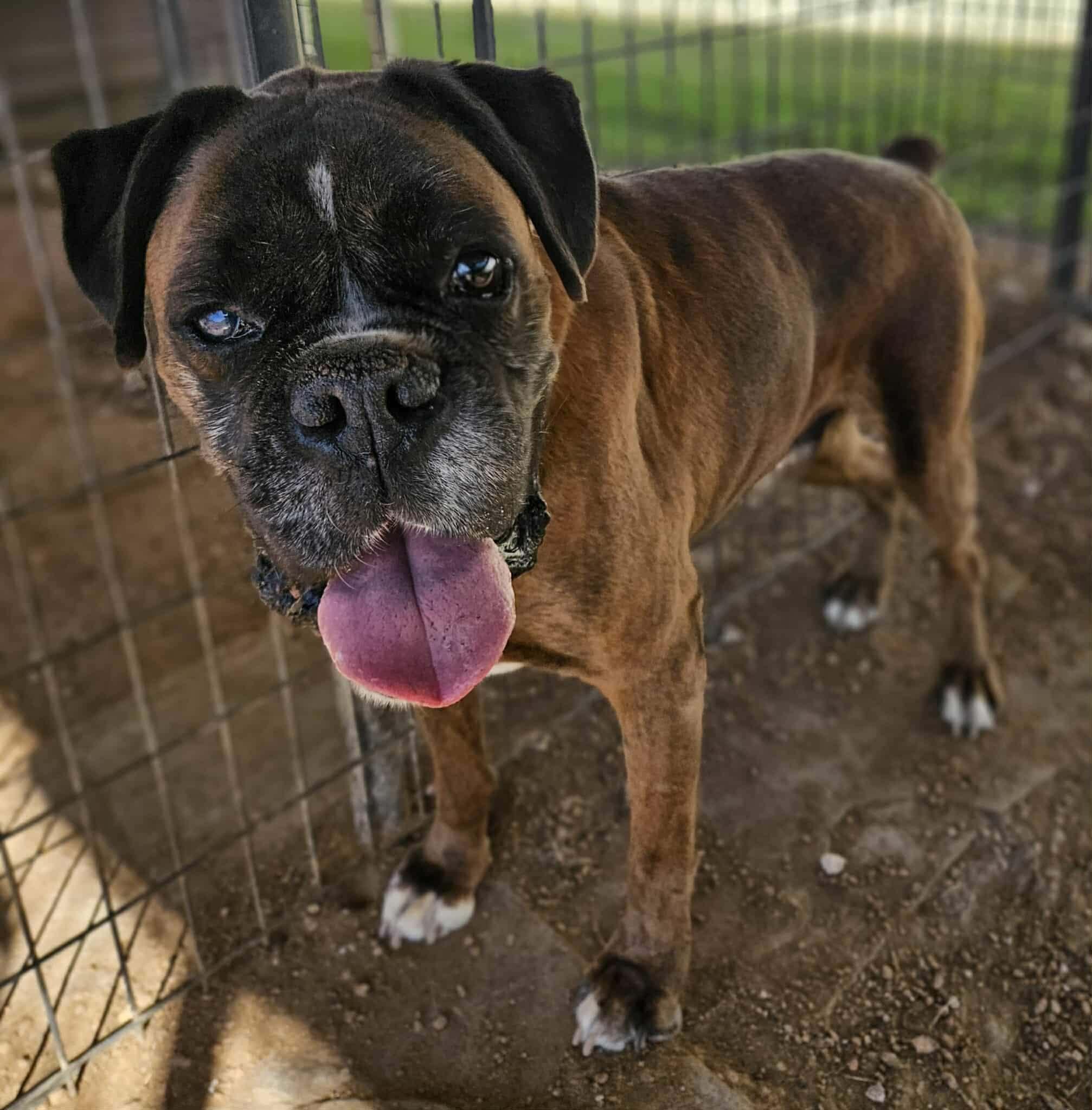 Chip — thumbnail 3