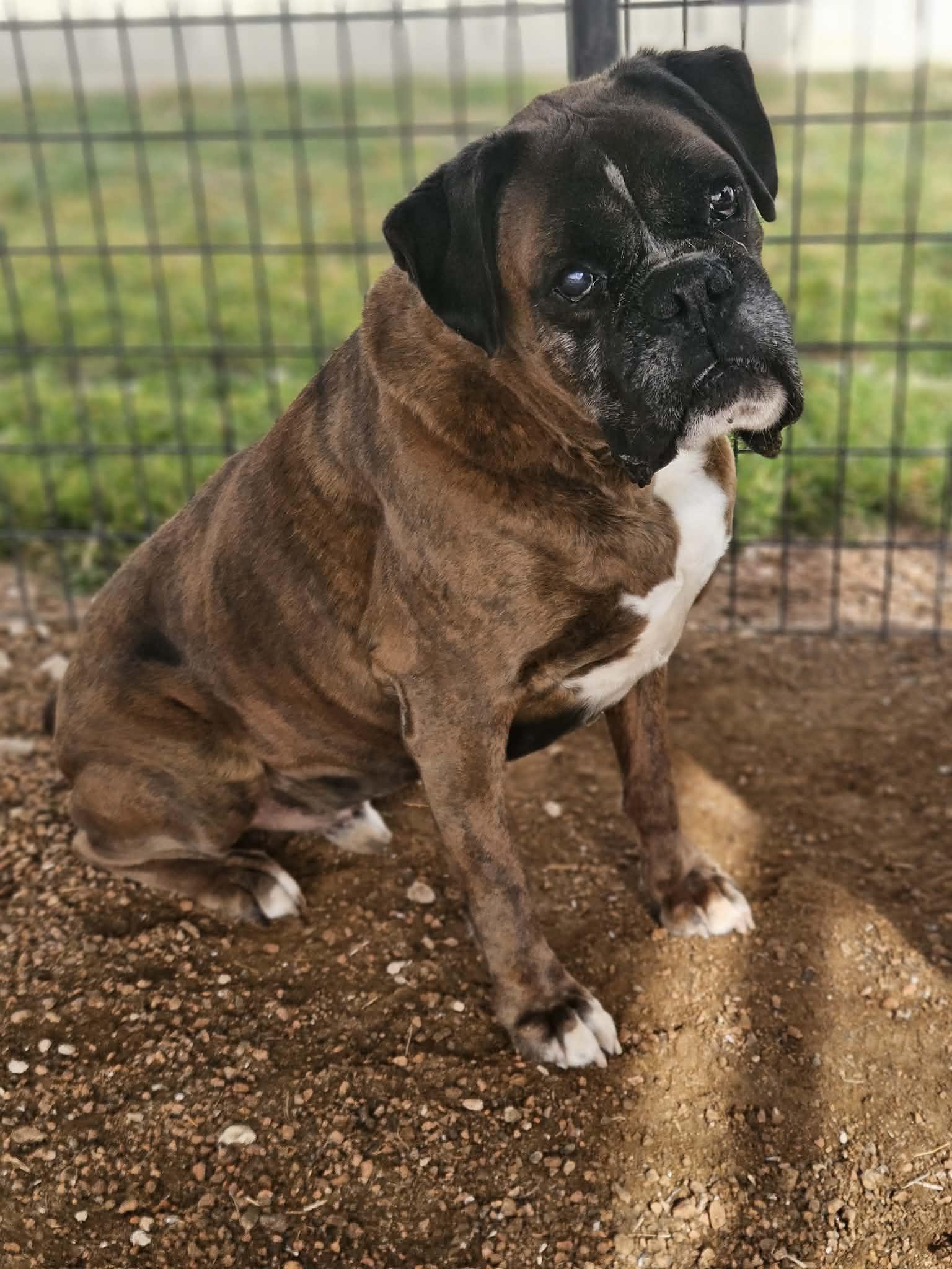 Chip — thumbnail 4