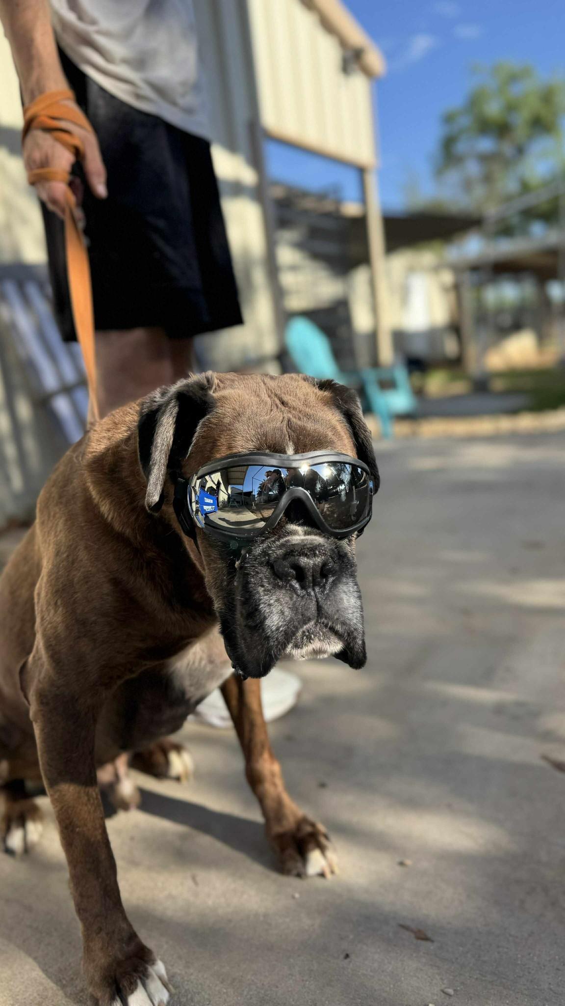 Chip — thumbnail 5