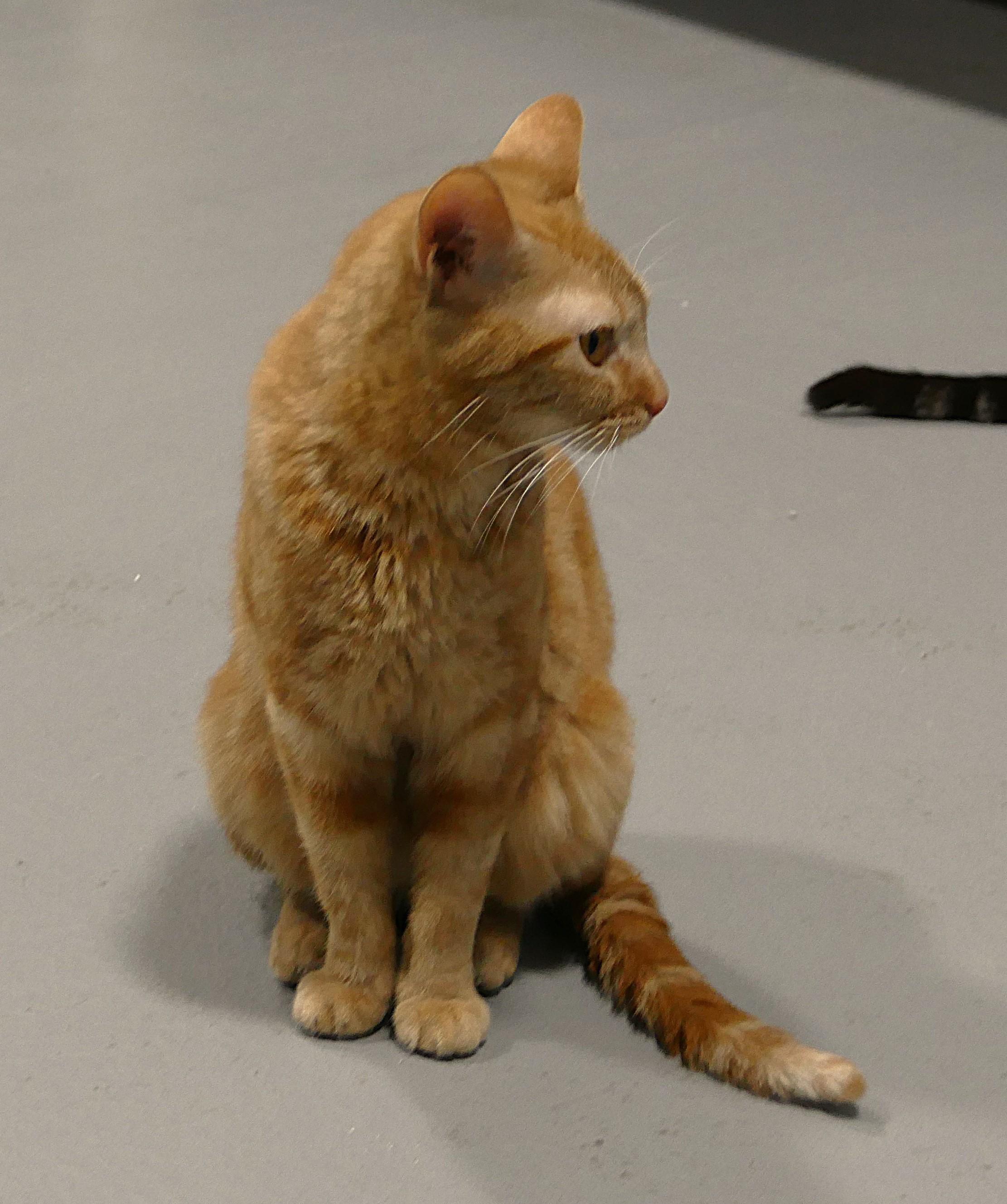 Enlarge TROUBLE, an adopted mixed breed in Beechbottom, WV image 4/4