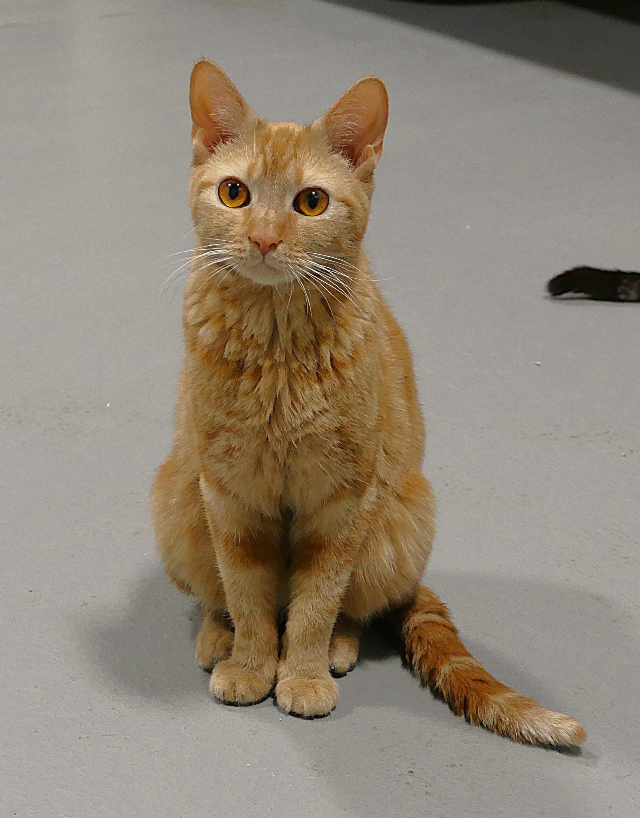 Enlarge TROUBLE, an adopted mixed breed in Beechbottom, WV image 1/4