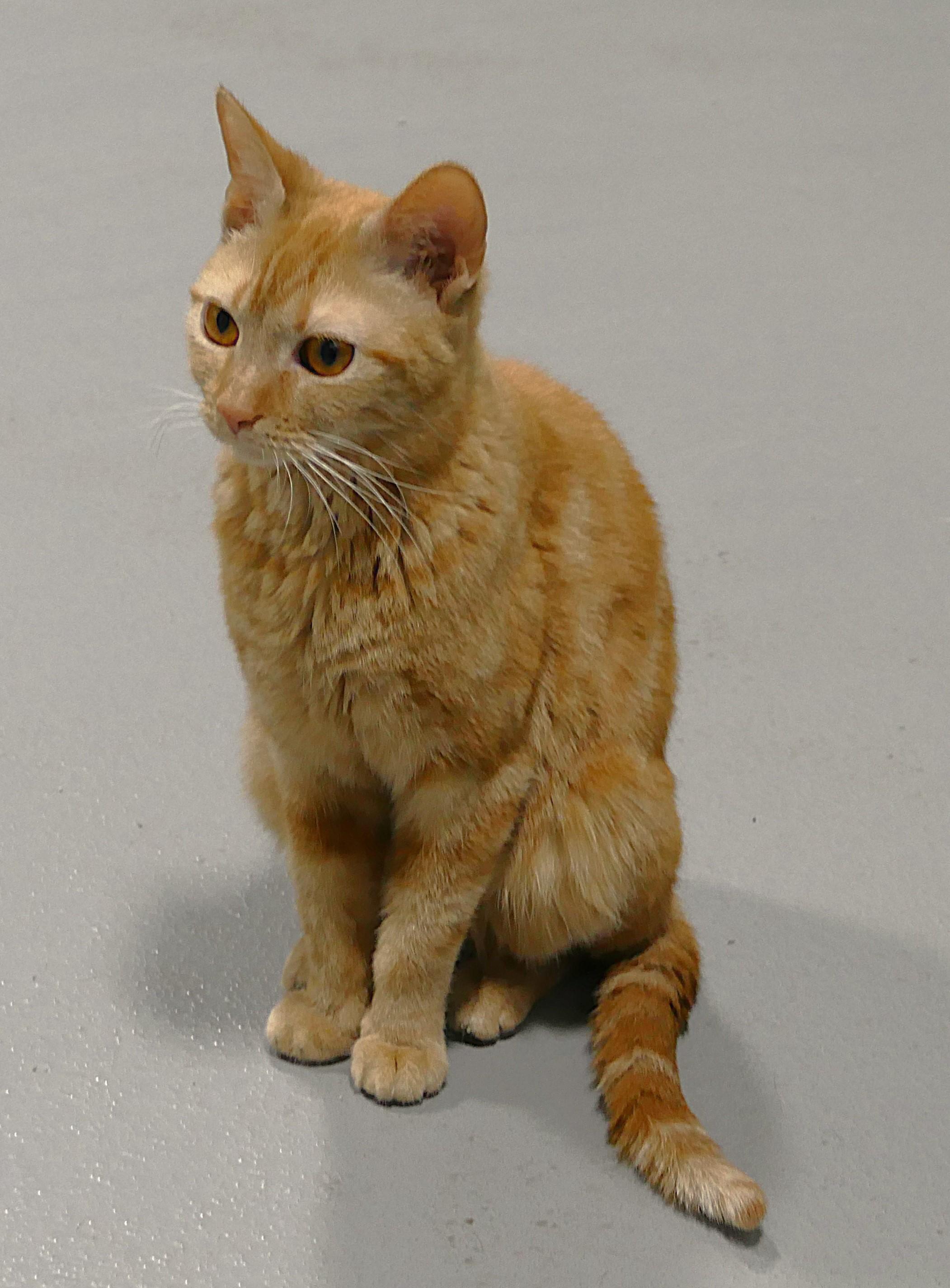 Enlarge TROUBLE, an adopted mixed breed in Beechbottom, WV image 2/4