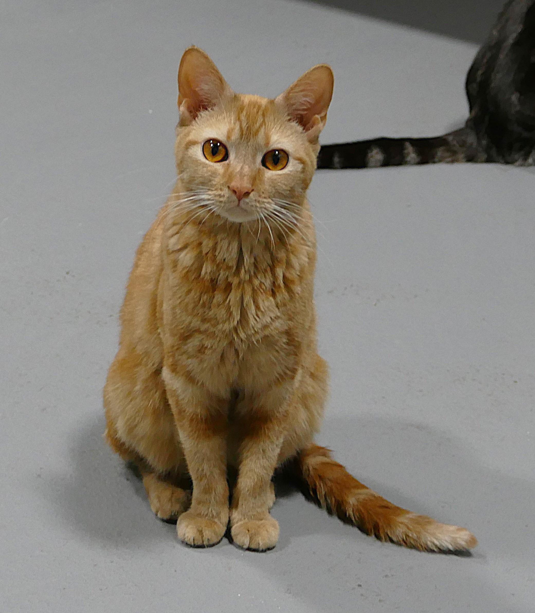 Enlarge TROUBLE, an adopted mixed breed in Beechbottom, WV image 3/4