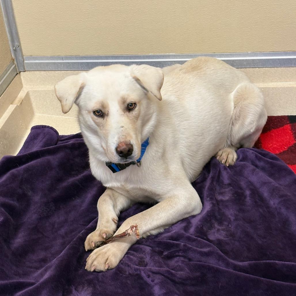 Dylan, Adoptable, Adult Male Labrador Retriever & Husky.
