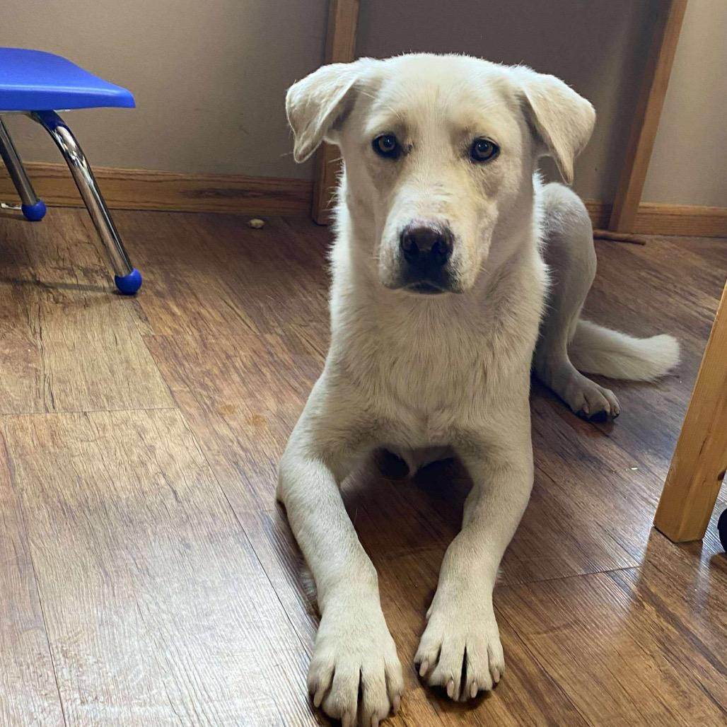 Enlarge Dylan, a Adoptable mixed breed in Elbow Lake, MN image 5/6