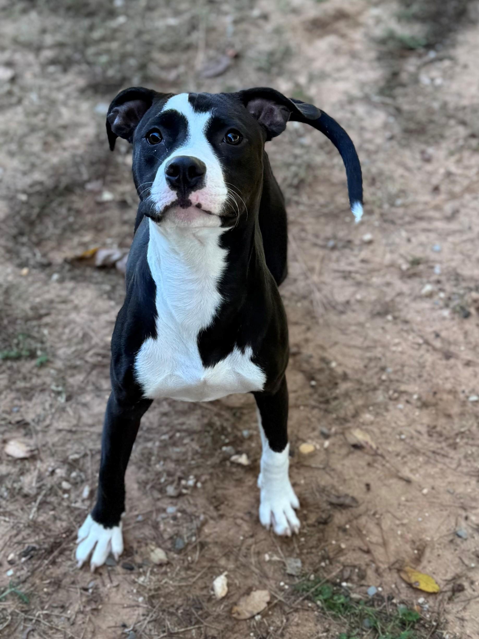 Enlarge Roxy, a Adoptable Mixed Breed in Summerdale, AL image 1/1