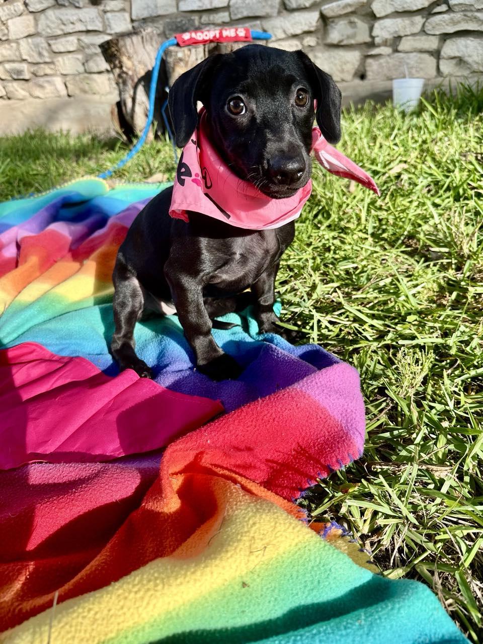 Sadie photo 1