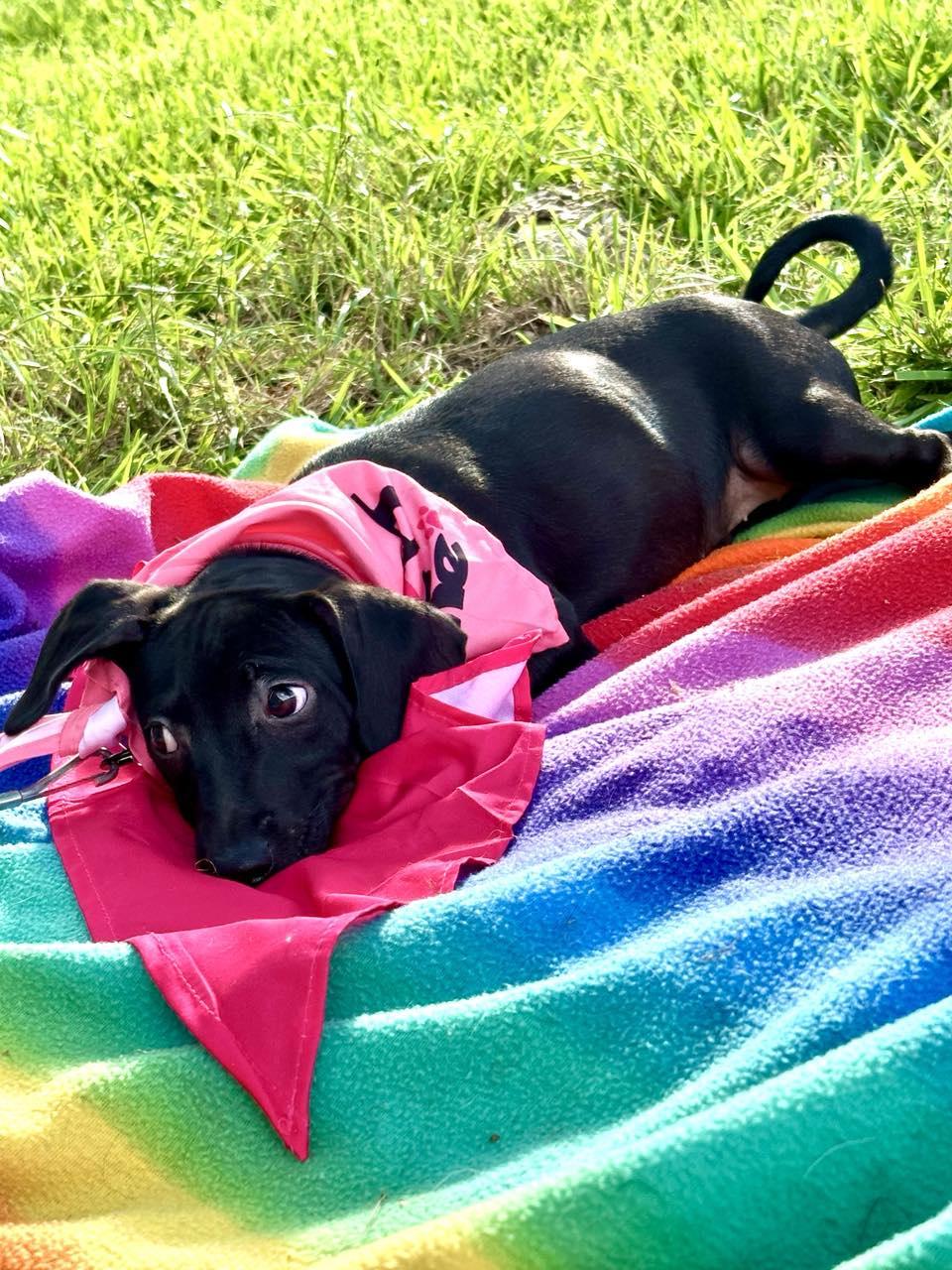 Sadie photo 2
