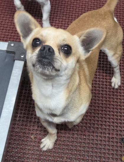 Bear, Adoptable, Adult Male Chihuahua & Mixed Breed.