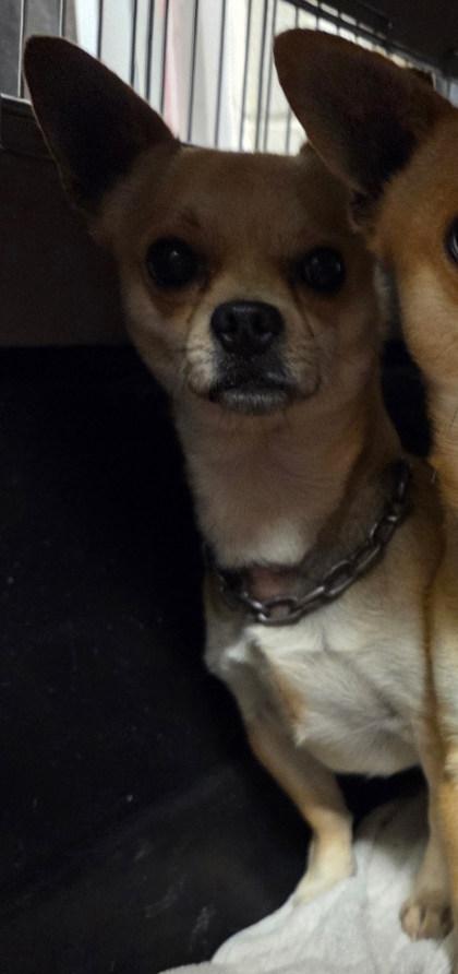 Bear, a Adoptable mixed breed in Malvern, PA image 2/2