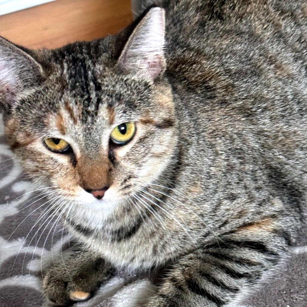 Trick, Adoptable, Young Female Domestic Short Hair.