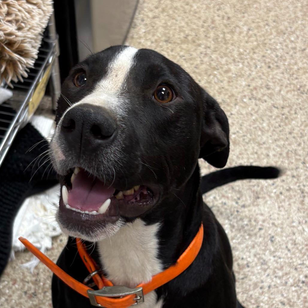 Bruno, Adoptable, Adult Male English Bulldog.