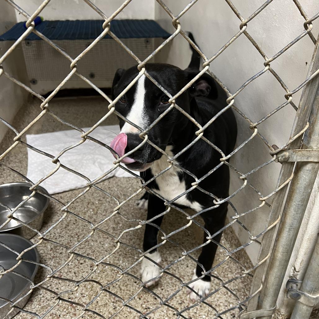 Bruno, a Adoptable English Bulldog in Donalsonville, GA image 2/6
