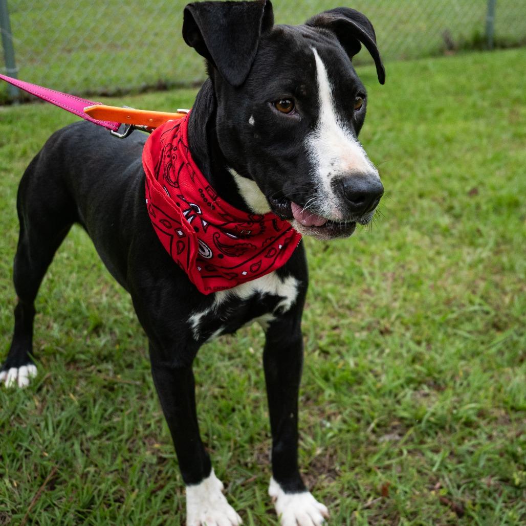 Bruno, a Adoptable English Bulldog in Donalsonville, GA image 4/6