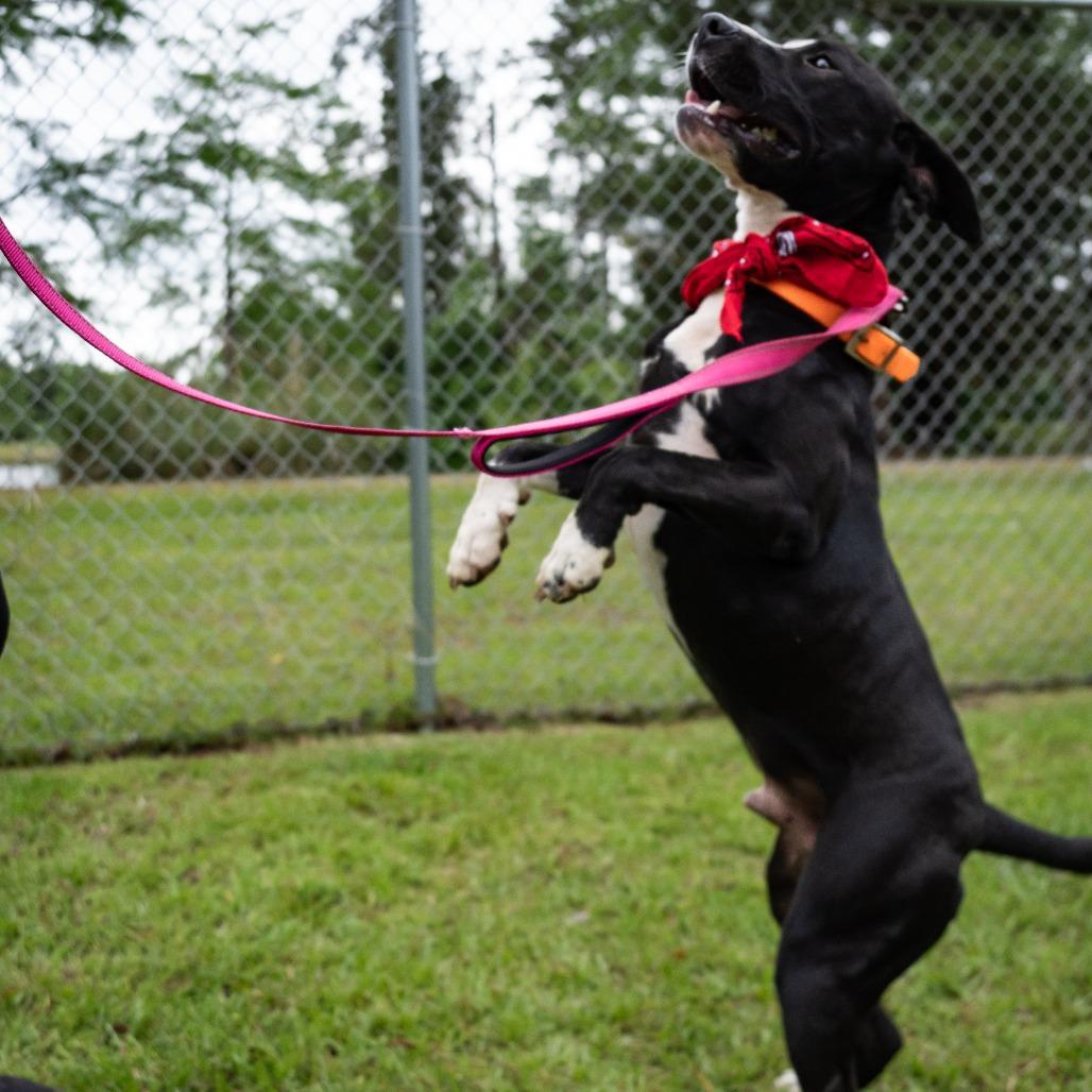 Bruno, a Adoptable English Bulldog in Donalsonville, GA image 5/6