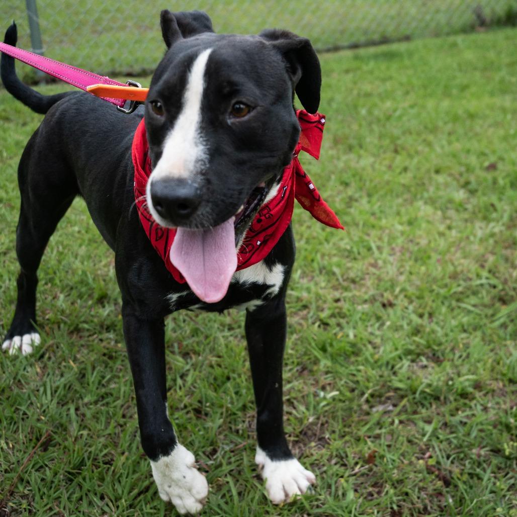 Bruno, a Adoptable English Bulldog in Donalsonville, GA image 6/6