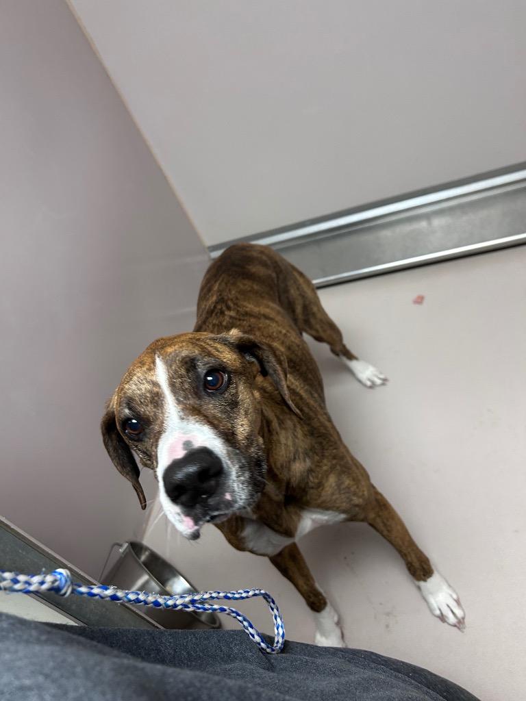 Hazel, Adoptable, Young Female Boxer & Mixed Breed.