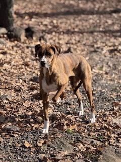 Enlarge Hazel, a Adoptable mixed breed in Sherwood, AR image 2/5