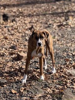 Enlarge Hazel, a Adoptable mixed breed in Sherwood, AR image 3/5