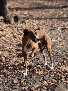 Enlarge Hazel, a Adoptable mixed breed in Sherwood, AR image 4/5