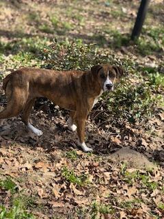 Enlarge Hazel, a Adoptable mixed breed in Sherwood, AR image 5/5