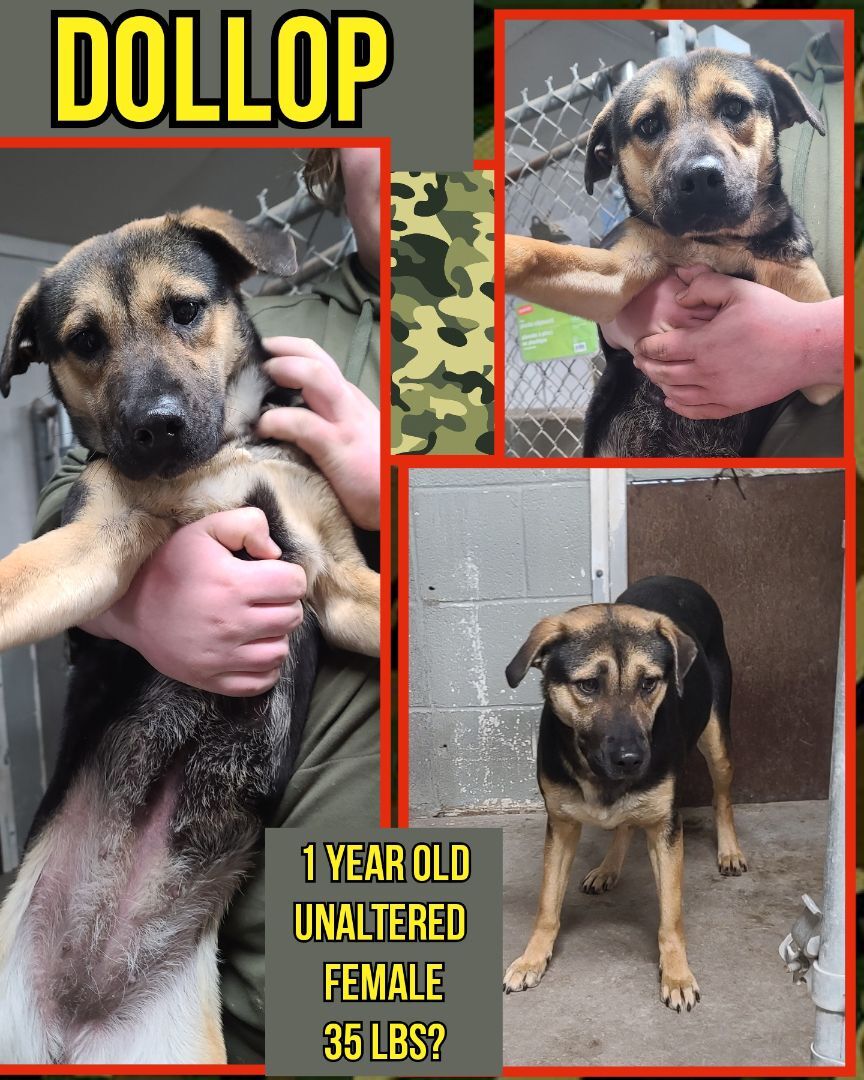 Dollop, a Adopted mixed breed in Kermit, TX image 1/2