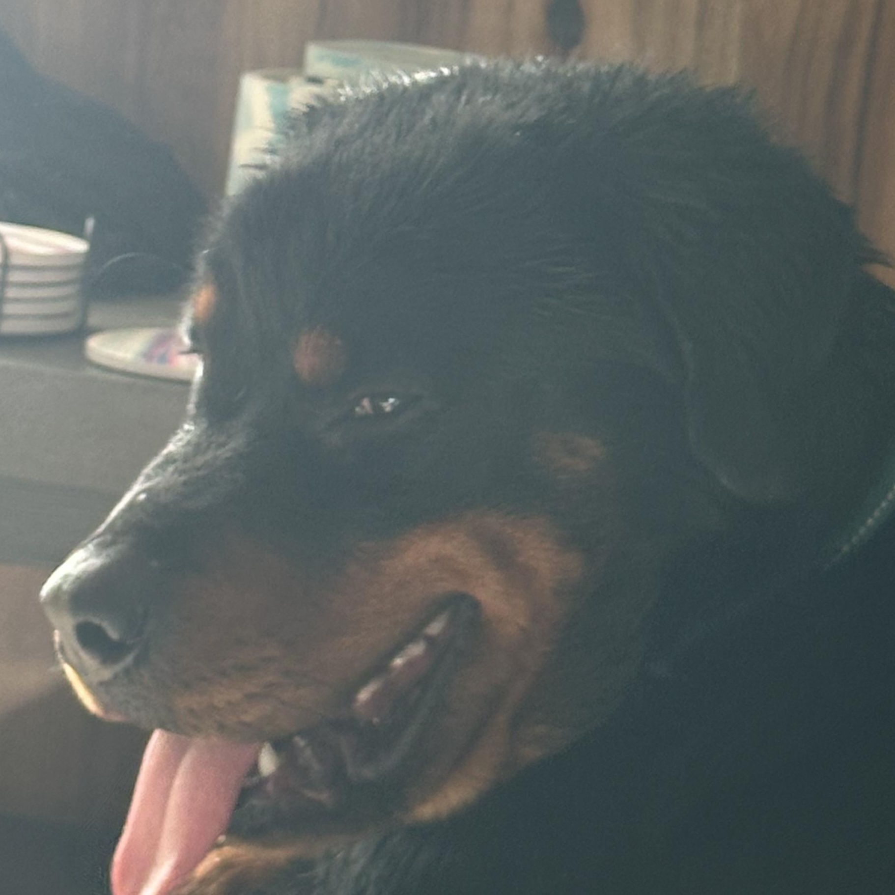 Enlarge Tyson, a ADOPTABLE Rottweiler in Saratoga Springs, NY image 3/6