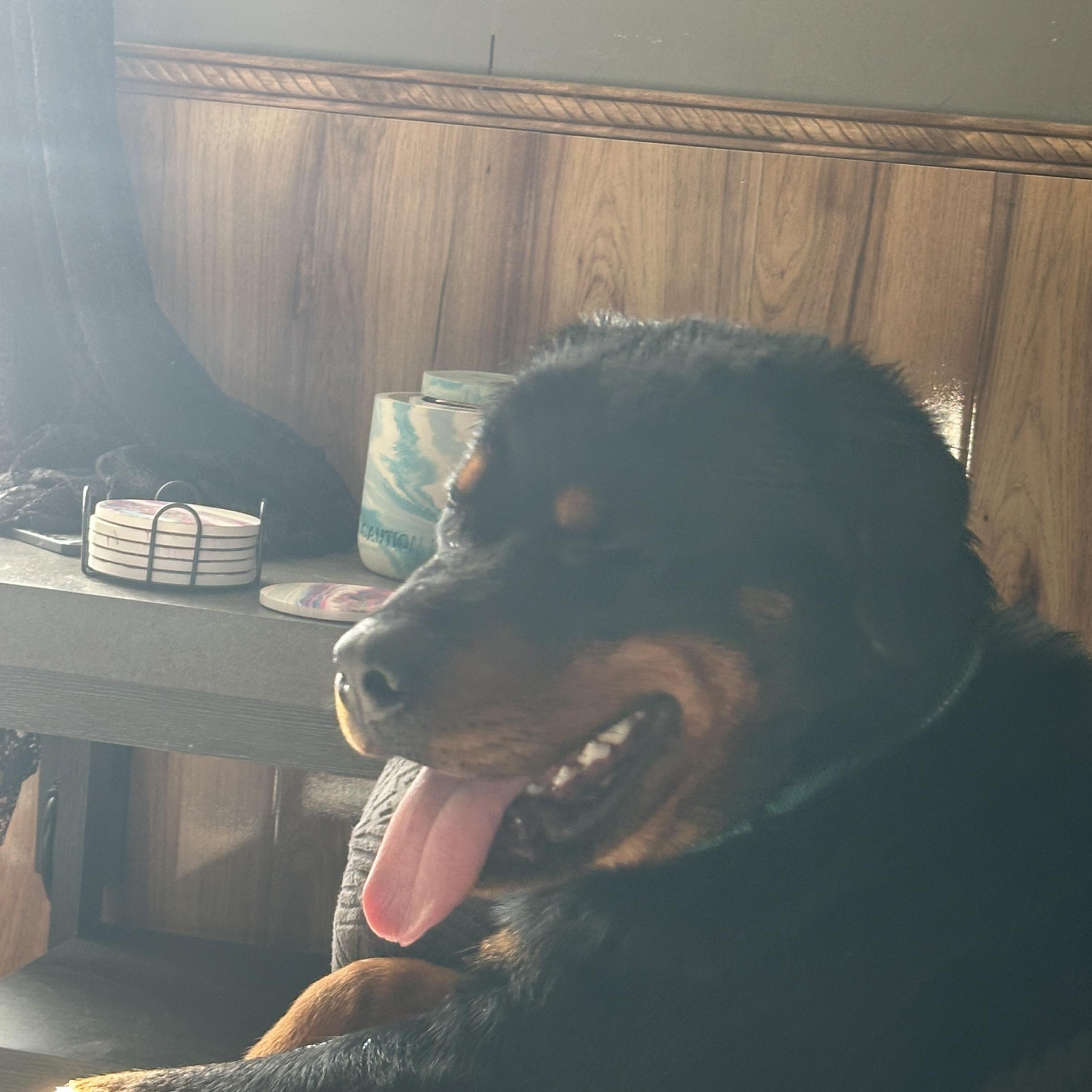 Enlarge Tyson, a ADOPTABLE Rottweiler in Saratoga Springs, NY image 1/6