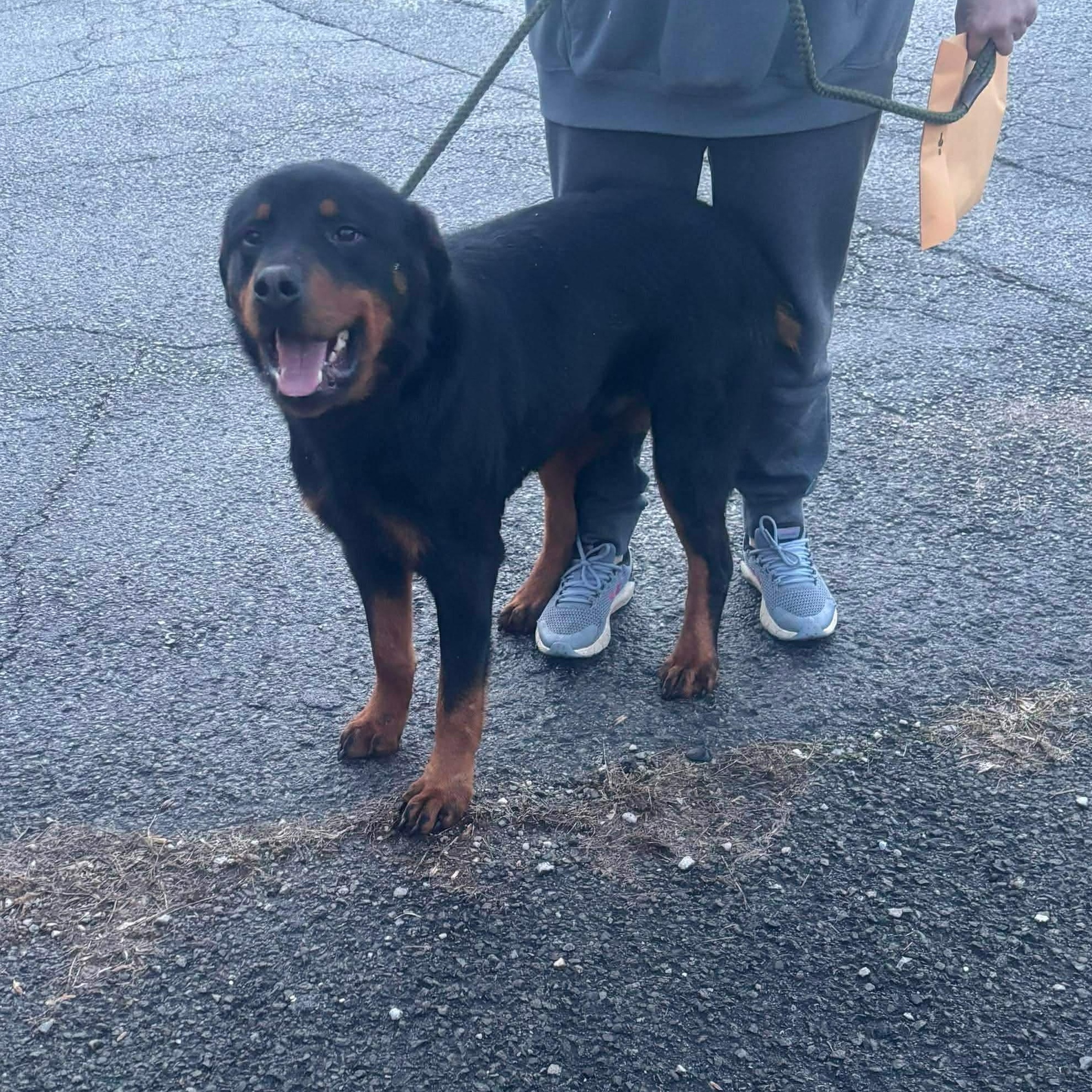 Enlarge Tyson, a ADOPTABLE Rottweiler in Saratoga Springs, NY image 5/6
