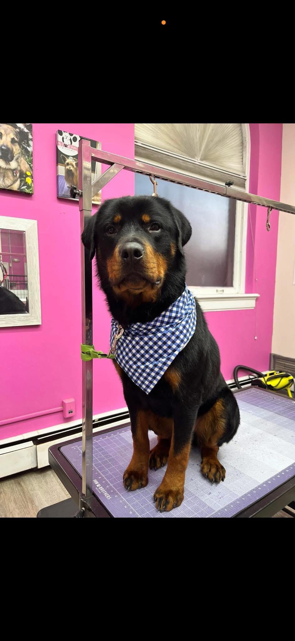 Enlarge Tyson, an adopted Rottweiler in Saratoga Springs, NY image 6/6