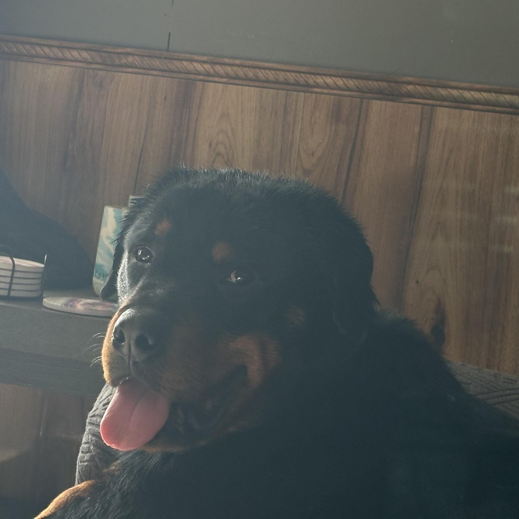 Enlarge Tyson, a ADOPTABLE Rottweiler in Saratoga Springs, NY image 2/6