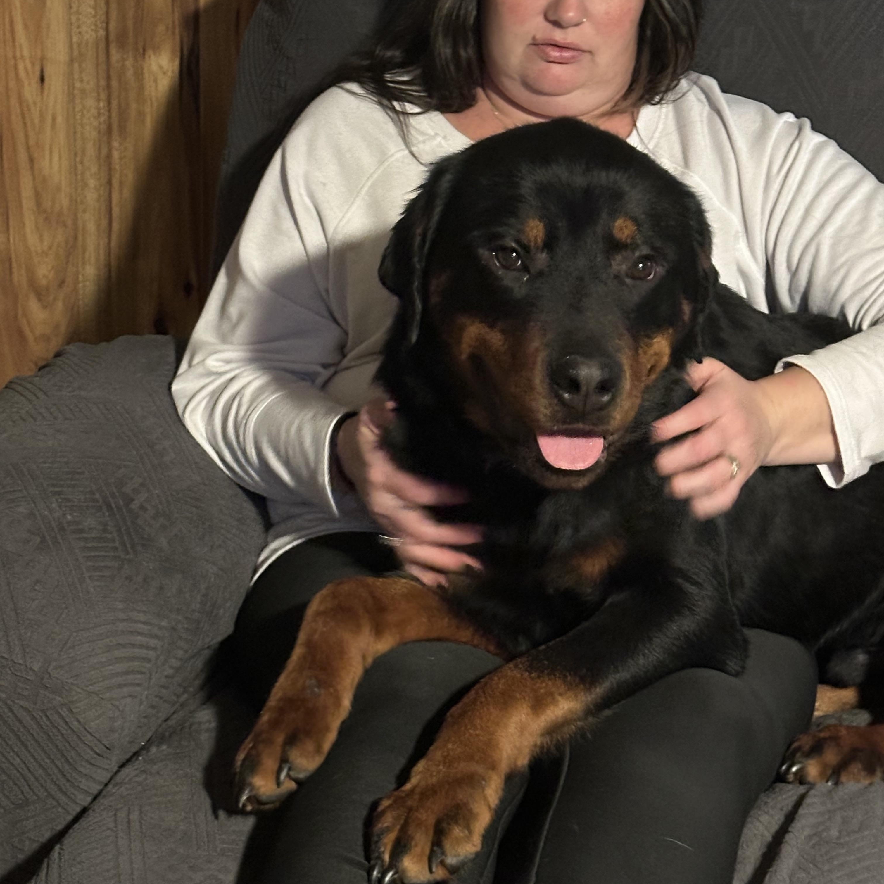 Enlarge Tyson, a ADOPTABLE Rottweiler in Saratoga Springs, NY image 6/6