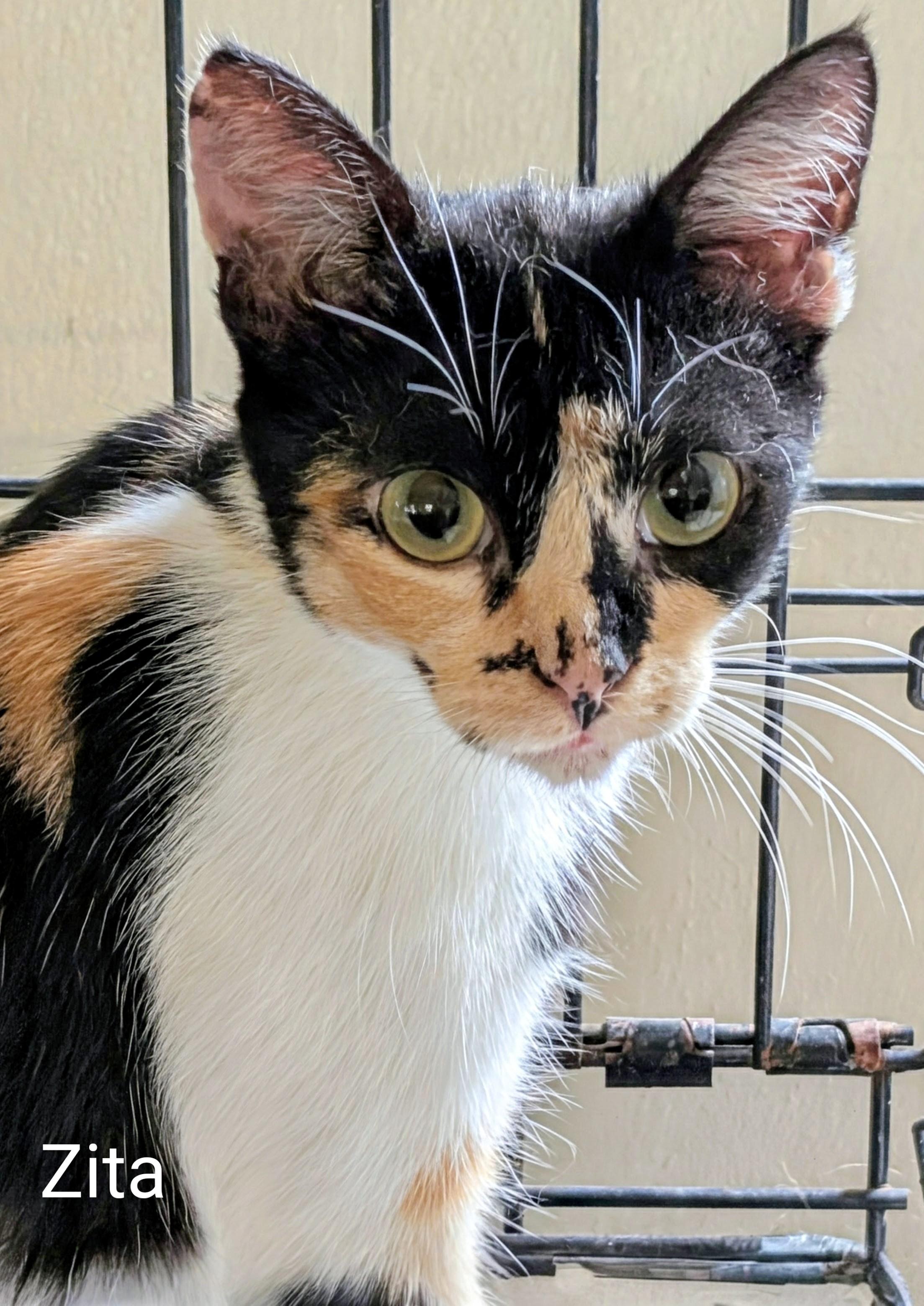 Zita, adopted, Young Female Domestic Short Hair.